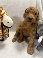 COOPER F1BB, a male Miniature Goldendoodle for sale in Due West, SC – Photo 2 of 5