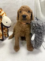 COOPER F1BB, a male Miniature Goldendoodle for sale in Due West, SC – Photo 3 of 5