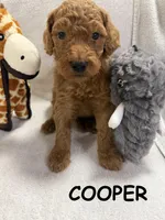 COOPER F1BB, a male Miniature Goldendoodle for sale in Due West, SC – Photo 1 of 5
