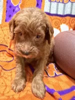 Lucy, a female Miniature Goldendoodle for sale in Due West, SC – 3 of 5