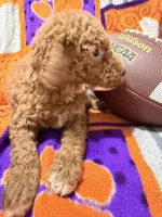 Archie, a male Miniature Goldendoodle for sale in Due West, SC – 3 of 4