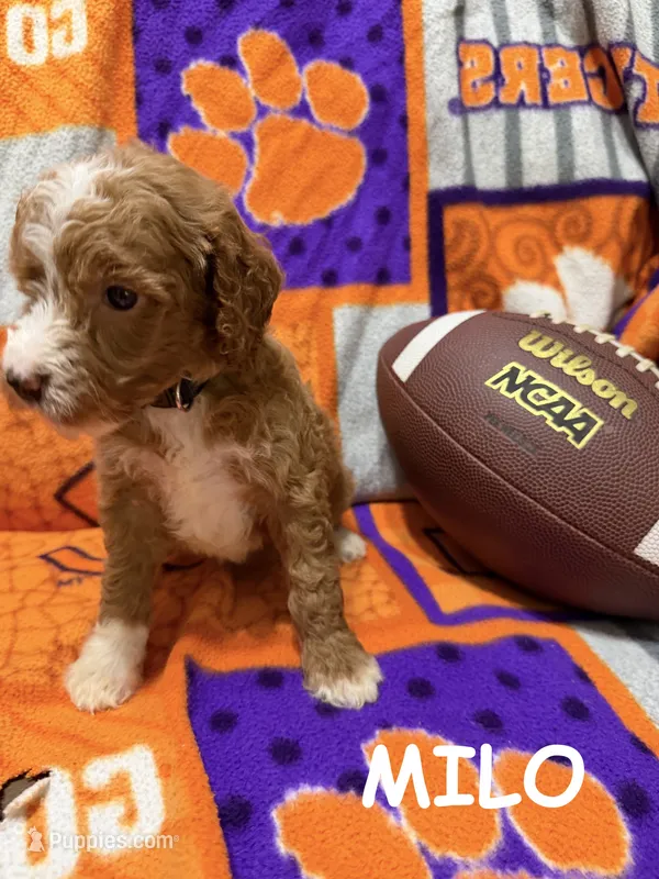 Milo – Miniature Goldendoodle puppy for sale in Due West, SC