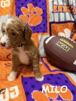 Milo, a male Miniature Goldendoodle for sale in Due West, SC – 1 of 6