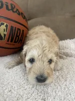 Bella F1b, a female Miniature Goldendoodle for sale in Due West, SC – Photo 4 of 5