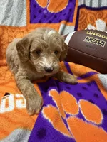 Stella, a female Miniature Goldendoodle for sale in Due West, SC – 3 of 5
