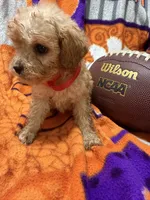 Bella, a female Cavapoo for sale in Due West, SC – 3 of 3
