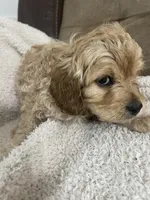 TEDDY F1, a male Cavapoo for sale in Due West, SC – Photo 3 of 5