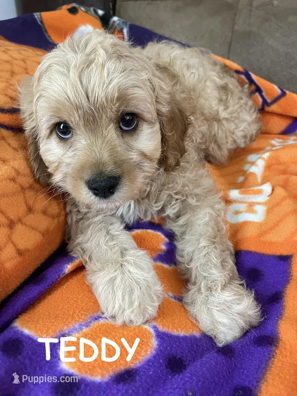 TEDDY F1 – Cavapoo puppy for sale in Due West, SC
