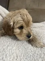 TEDDY F1, a male Cavapoo for sale in Due West, SC – Photo 2 of 5