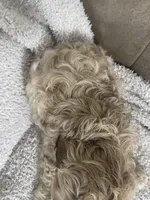 TEDDY F1, a male Cavapoo for sale in Due West, SC – Photo 5 of 5