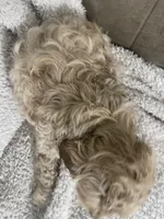 TEDDY F1, a male Cavapoo for sale in Due West, SC – Photo 4 of 5