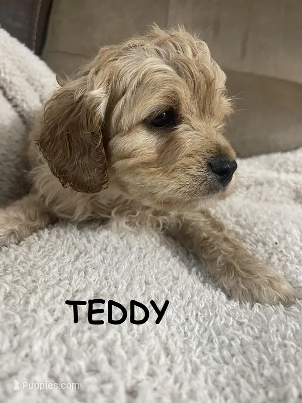 TEDDY F1, a male Cavapoo for sale in Due West, SC – Photo 1 of 5