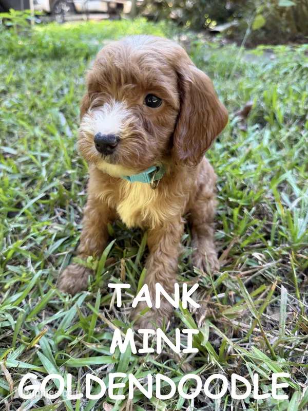 Tank – Miniature Goldendoodle puppy for sale in Due West, SC
