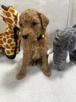 STELLA F1BB, a female Miniature Goldendoodle for sale in Due West, SC – Photo 6 of 6