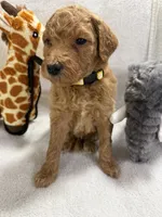 STELLA F1BB, a female Miniature Goldendoodle for sale in Due West, SC – Photo 5 of 6