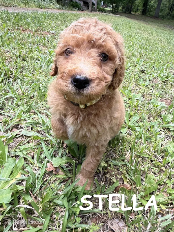 STELLA F1BB – Miniature Goldendoodle puppy for sale in Due West, SC