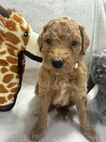 STELLA F1BB, a female Miniature Goldendoodle for sale in Due West, SC – Photo 2 of 6