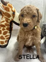 STELLA F1BB, a female Miniature Goldendoodle for sale in Due West, SC – Photo 1 of 6