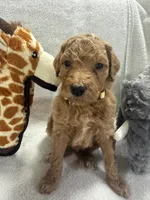 STELLA F1BB, a female Miniature Goldendoodle for sale in Due West, SC – Photo 3 of 6