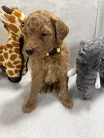 STELLA F1BB, a female Miniature Goldendoodle for sale in Due West, SC – Photo 4 of 6