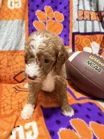 Milo, a male Miniature Goldendoodle for sale in Due West, SC – 5 of 6