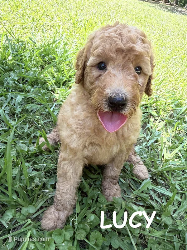 LUCY F1B – Miniature Goldendoodle puppy for sale in Due West, SC