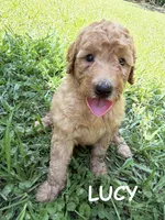 LUCY F1B, a female Miniature Goldendoodle for sale in Due West, SC – 1 of 5