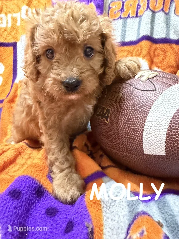 Molly – Cavapoo puppy for sale in Due West, SC