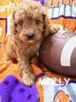 Molly, a female Cavapoo for sale in Due West, SC – 1 of 4