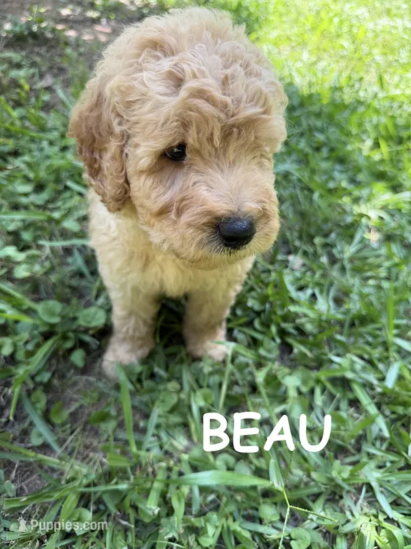 BEAU F1B – Miniature Goldendoodle puppy for sale in Due West, SC