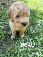 BEAU F1B, a male Miniature Goldendoodle for sale in Due West, SC – 1 of 5
