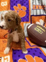 Milo, a male Miniature Goldendoodle for sale in Due West, SC – 6 of 6