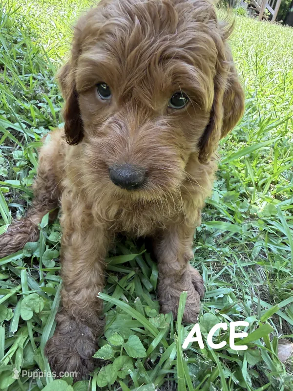 ACE F1B – Miniature Goldendoodle puppy for sale in Due West, SC