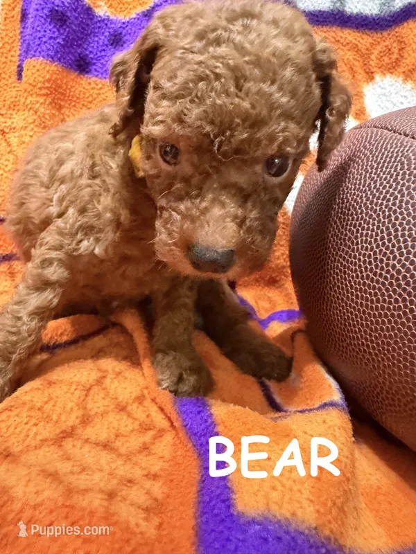 Bear – Miniature Goldendoodle puppy for sale in Due West, SC
