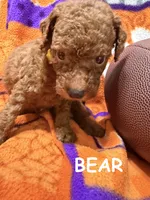 Bear, a male Miniature Goldendoodle for sale in Due West, SC – 1 of 3