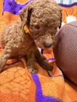 Bear, a male Miniature Goldendoodle for sale in Due West, SC – 3 of 3