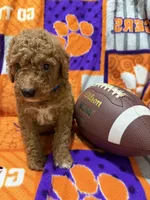 Louie, a male Miniature Goldendoodle for sale in Due West, SC – 2 of 4