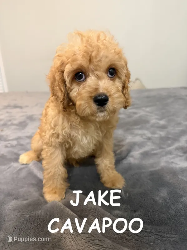 Jake – Cavapoo puppy for sale in Due West, SC
