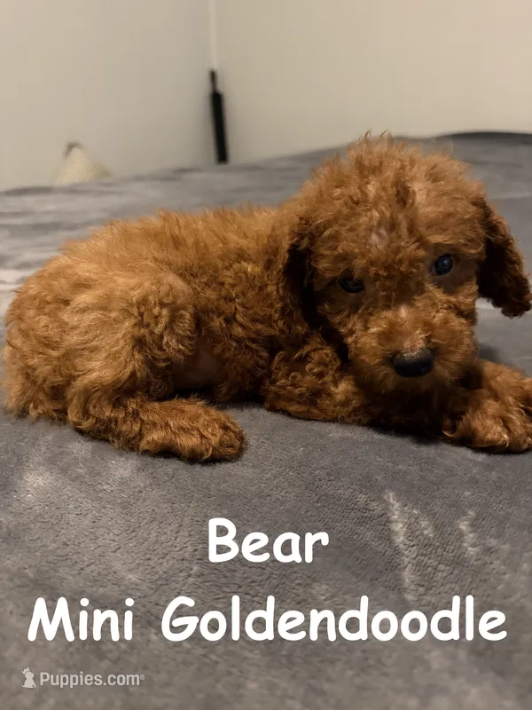 Bear – Miniature Goldendoodle puppy for sale in Due West, SC
