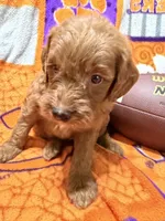Cooper, a male Miniature Goldendoodle for sale in Due West, SC – 2 of 5