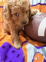 Molly, a female Cavapoo for sale in Due West, SC – 2 of 4
