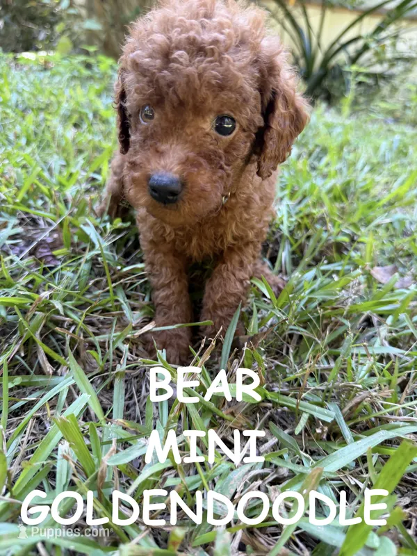 Bear – Miniature Goldendoodle puppy for sale in Due West, SC