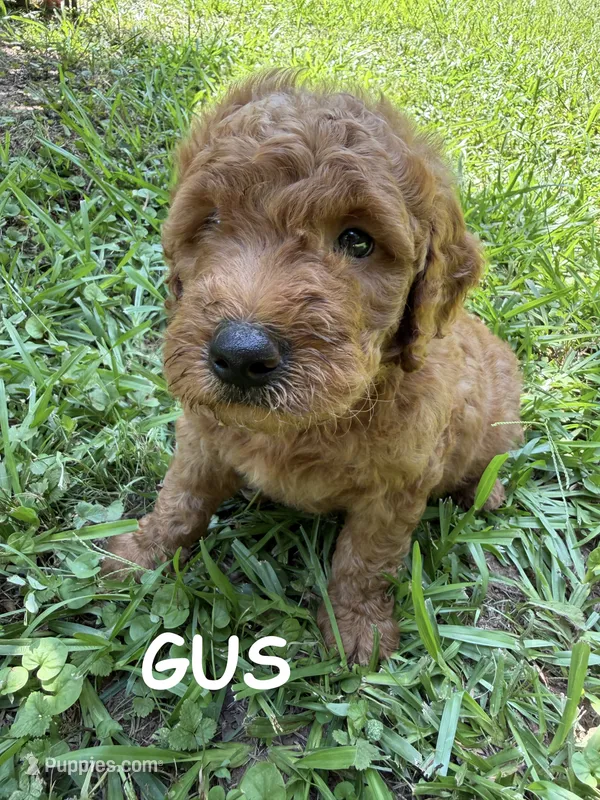GUS F1B – Miniature Goldendoodle puppy for sale in Due West, SC