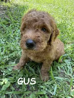 GUS F1B, a male Miniature Goldendoodle for sale in Due West, SC – 1 of 5