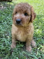 ROSIE F1B, a female Miniature Goldendoodle for sale in Due West, SC – 4 of 5