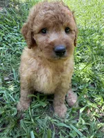 ROSIE F1B, a female Miniature Goldendoodle for sale in Due West, SC – 5 of 5