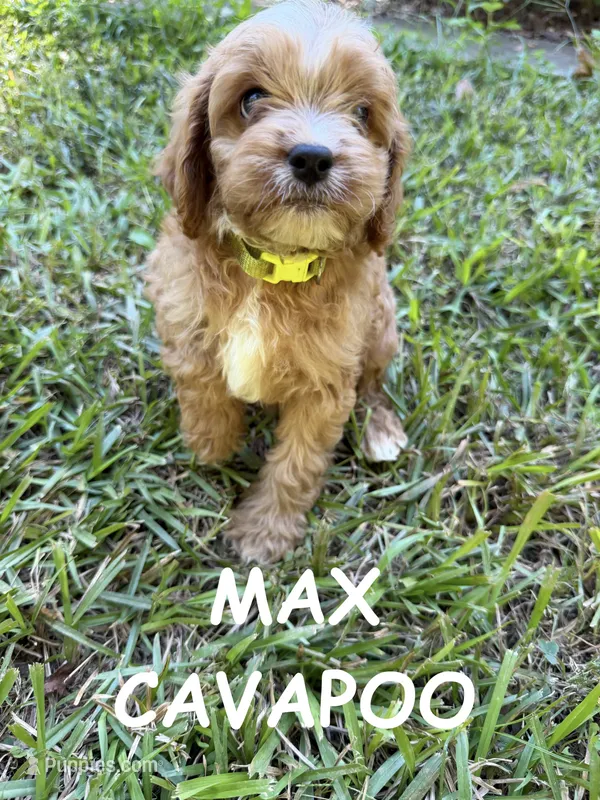 Max – Cavapoo puppy for sale in Due West, SC
