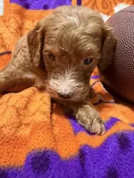 Tank, a male Miniature Goldendoodle for sale in Due West, SC – 2 of 4
