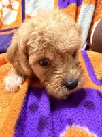 Jake, a male Cavapoo for sale in Due West, SC – 2 of 3