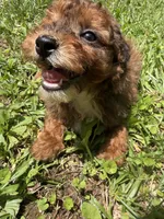 TUCKER F1BB, a male Miniature Goldendoodle for sale in Due West, SC – 5 of 5